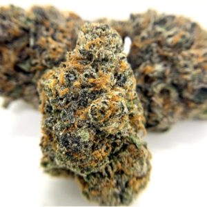 White Gusher - Exotic