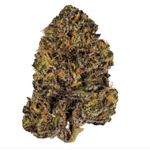 Purple Queen - Premium